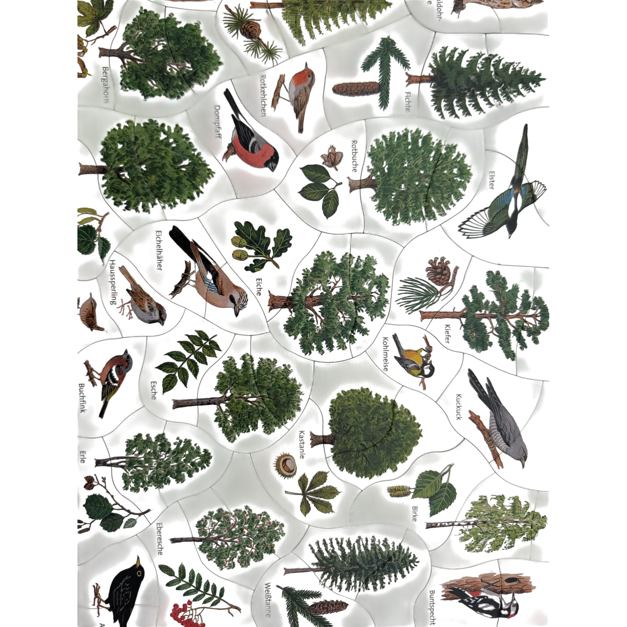 Ravensburger Rahmenpuzzle Didacta Unsere Heimat Bäume und Vögel 58 Teile 068067, Ansicht 2
