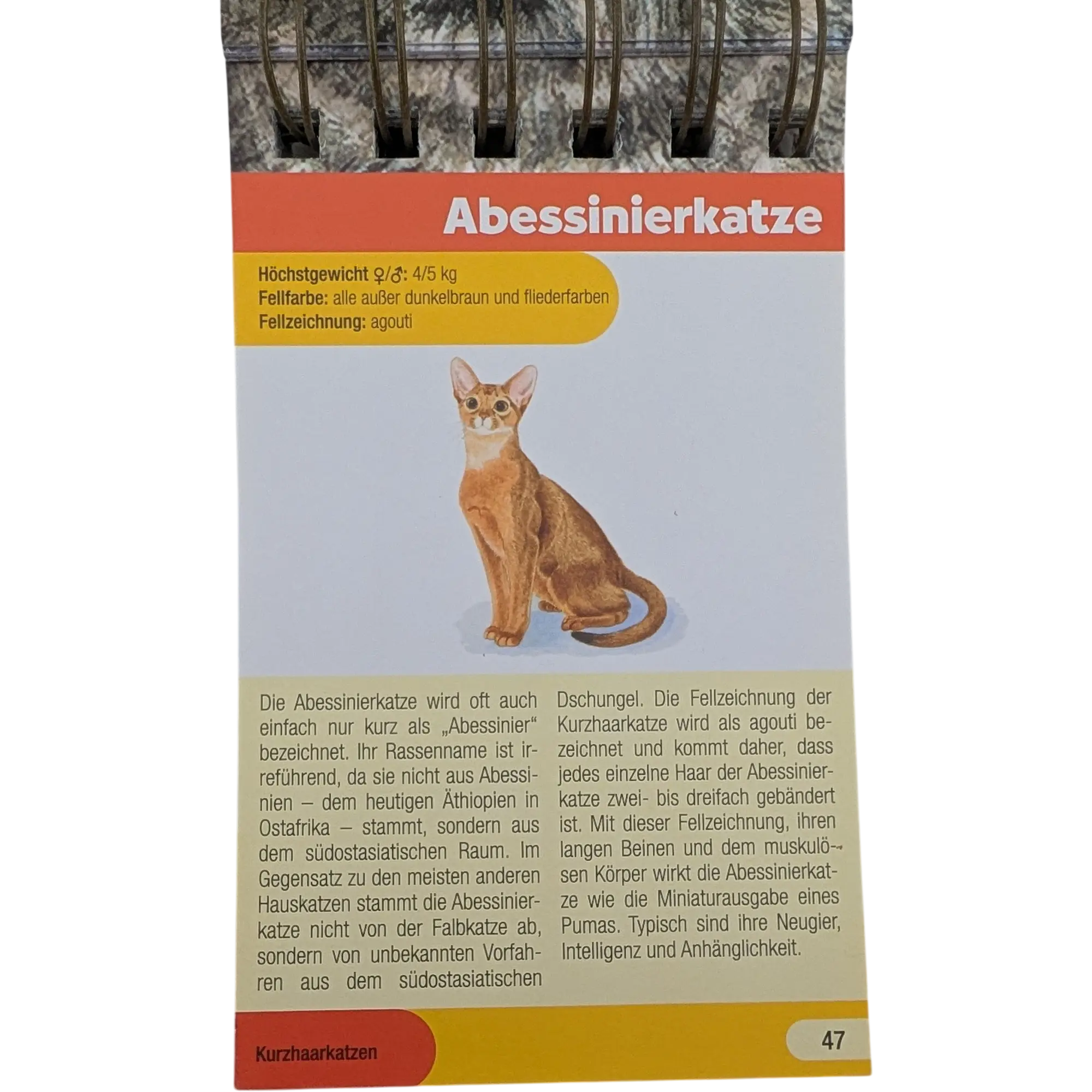 Lingen In der Natur unterwegs Katzen Eigenschaften erfahren und Rassen bestimmen